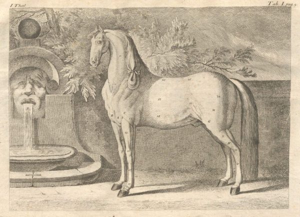 Johann Baptist von Sind: Vollständiger Unterricht in den Wissenschaften eines Stallmeisters - Tafel 1: Die Körperteile des Pferdes